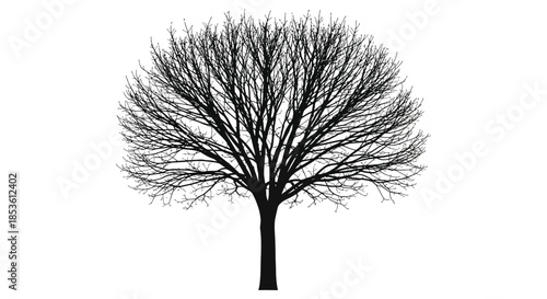 A detailed black and white depiction of a bare tree with intricate branches a striking silhouette