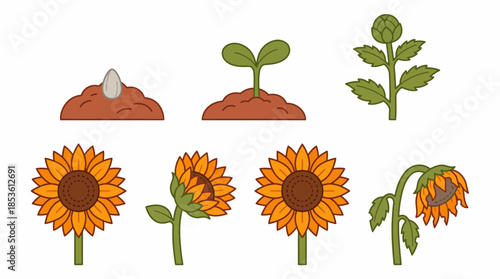 Vector stages of sunflower growth from seed to maturity and wilting, concept for agricultural education material, nature infographics and seasonal garden planning