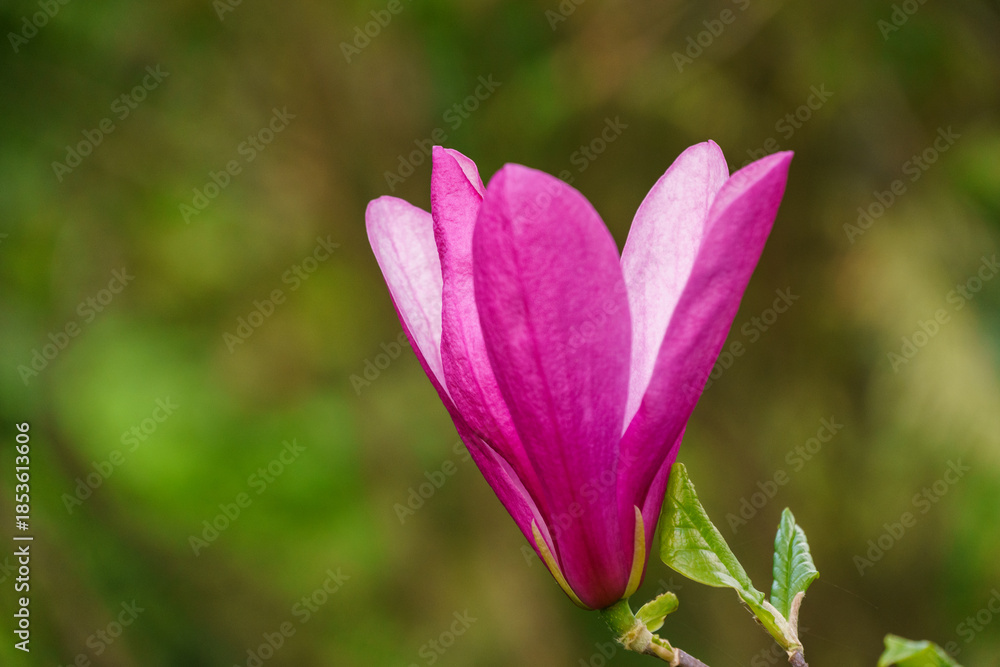 Fototapeta premium Close-up of delicate pink magnolia Susan (Magnolia liliiflora x Magnolia stellata) bud, surrounded by green leaves, set against lush, blurred green background