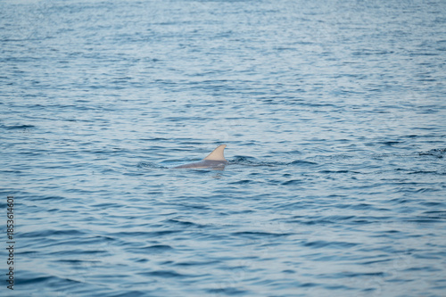 Bilde på lerret The dorsal fin of a dolphin calmly breaks the ocean surface, creating a minimalist and natural scene that symbolizes freedom and marine life