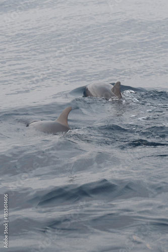 Bilde på lerret The dorsal fin of a dolphin calmly breaks the ocean surface, creating a minimalist and natural scene that symbolizes freedom and marine life