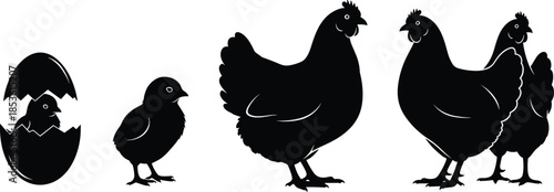 Chicken life cycle silhouette illustration showing egg hatching, chick growth, hen development stages, black and white farm animal concept design