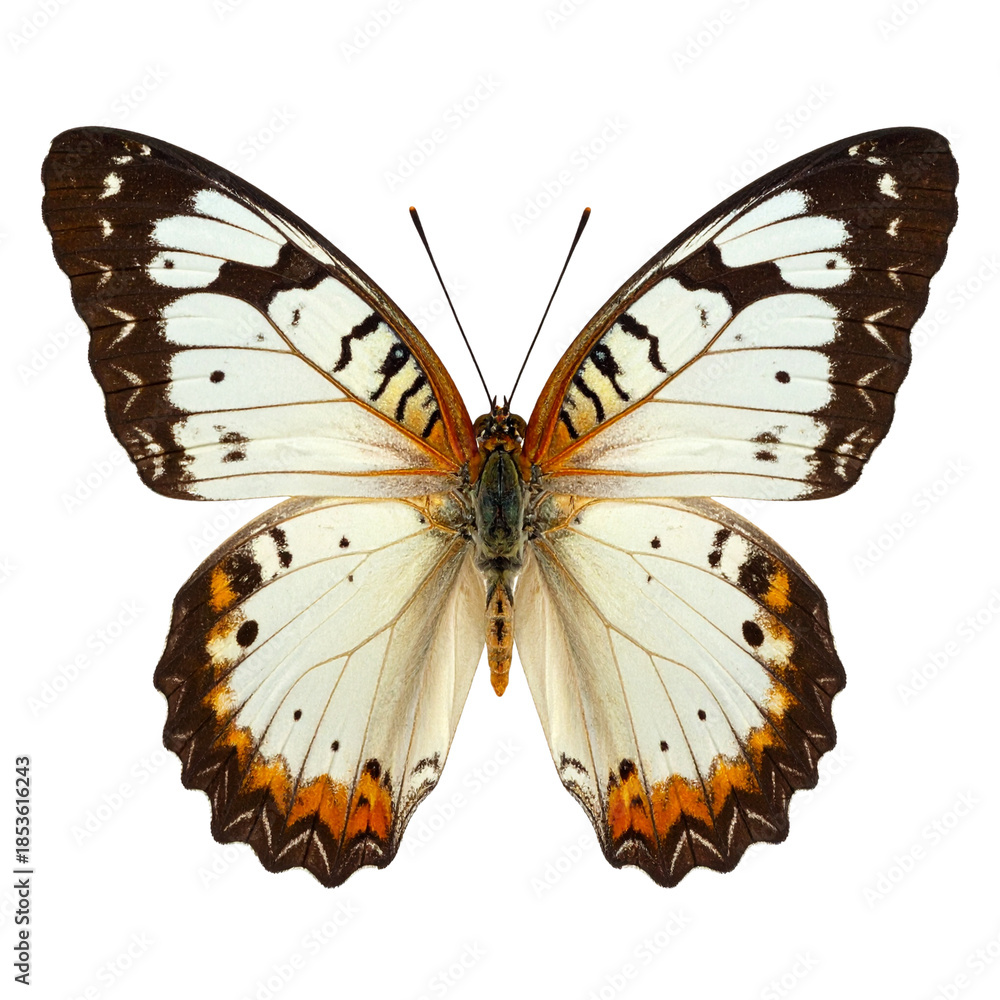 Obraz premium A delicate monarch butterfly with orange and black wings is isolated on a white background, capturing the beautiful macro detail of this colorful summer insect from nature