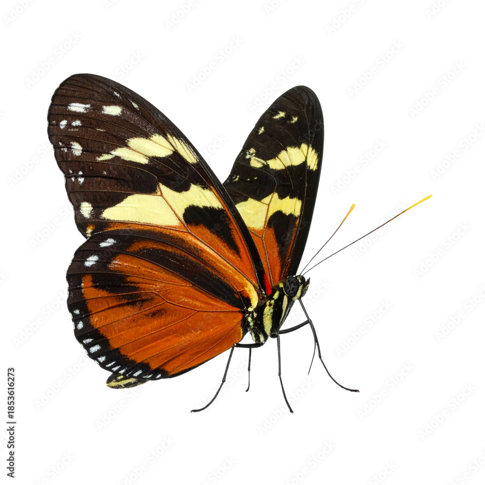 Obraz premium A delicate monarch butterfly with orange and black wings is isolated on a white background, capturing the beautiful macro detail of this colorful summer insect from nature