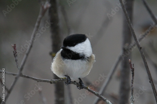 Chickadee, Whitemud Park, Edmonton, Alberta