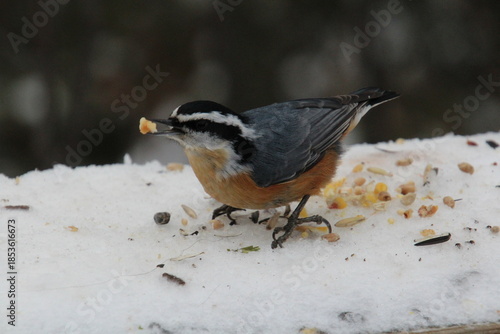 Nuthatch Eating, Whitemud Park, Edmonton, Alberta