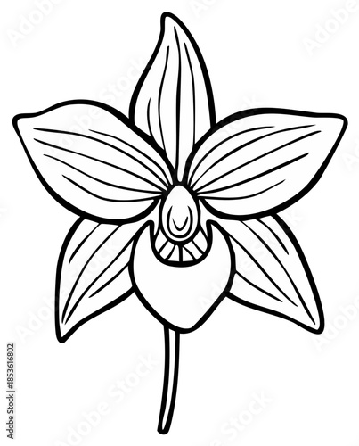 Elegant Outline Drawing of a Delicate Orchid Flower with Intricate Petals and a Single Stem