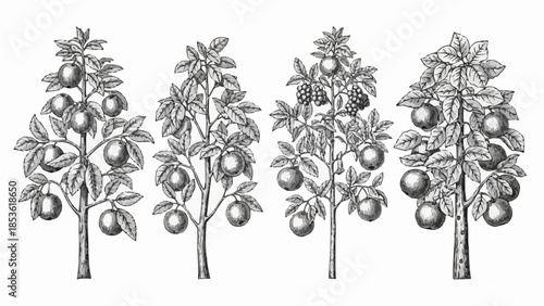 Vintage botanical illustration of four fruit trees.