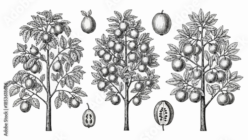 Vintage botanical illustration of fruit trees and fruits.