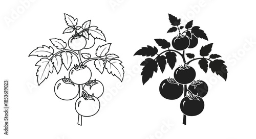 A comparative illustration of tomato plants one with line art and the other a dark silhouette