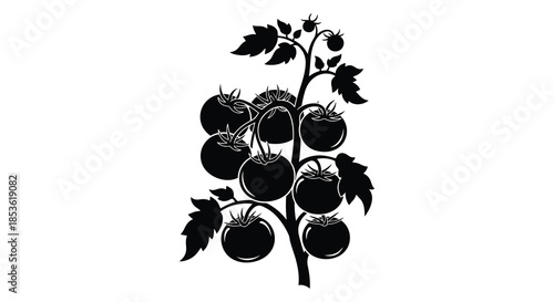 A striking black and white illustration depicting a tomato plant with ripe fruits a captivating silhouette