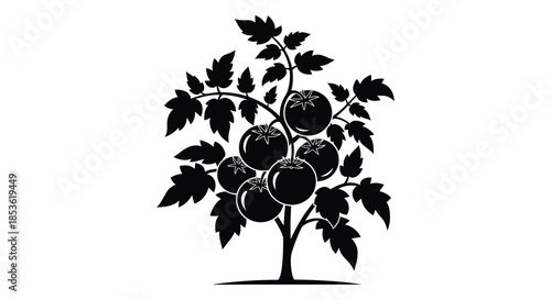 A striking black and white illustration of a tomato plant with ripe fruit a beautiful silhouette