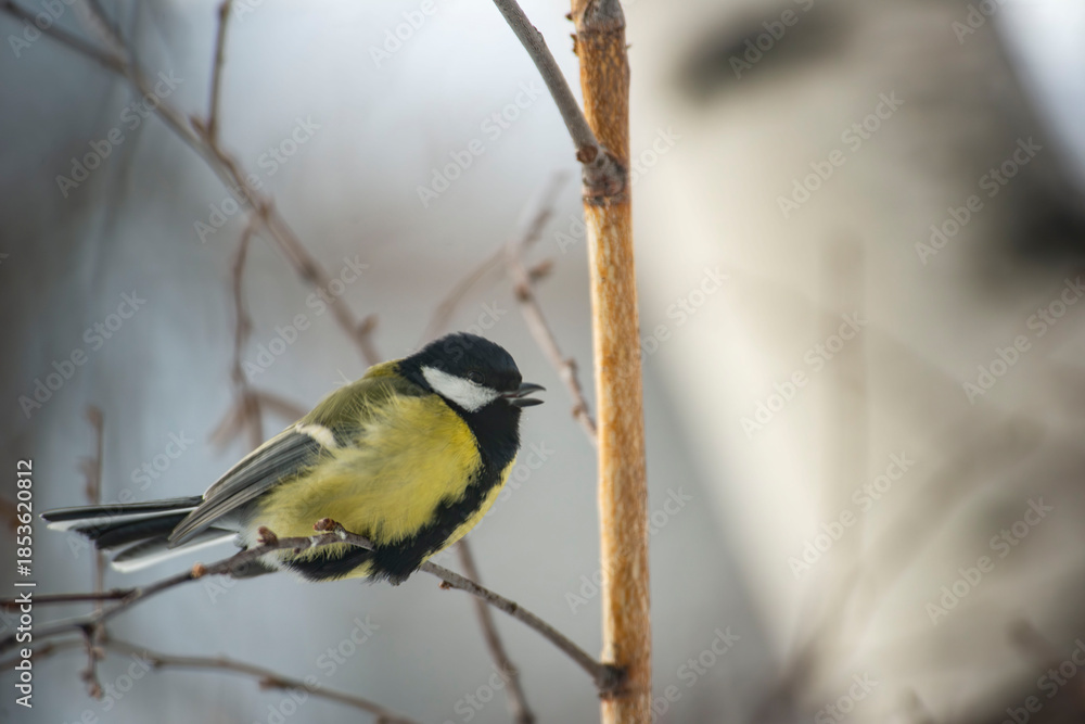Fototapeta premium Great Tit Bird Perched on a Branch