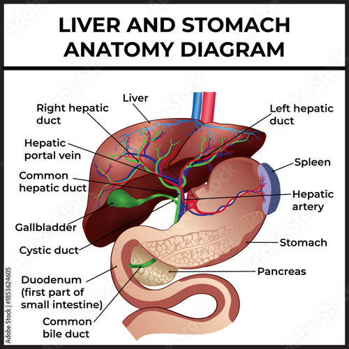 Anatomy of the Liver and Stomach