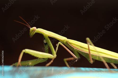 Close up of praying mantis