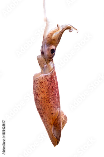 Fresh squid, raw natural seafood isolated on white background.