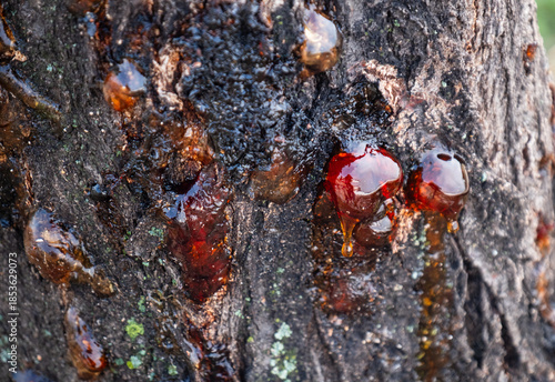 orange resins oozing from tree bark.