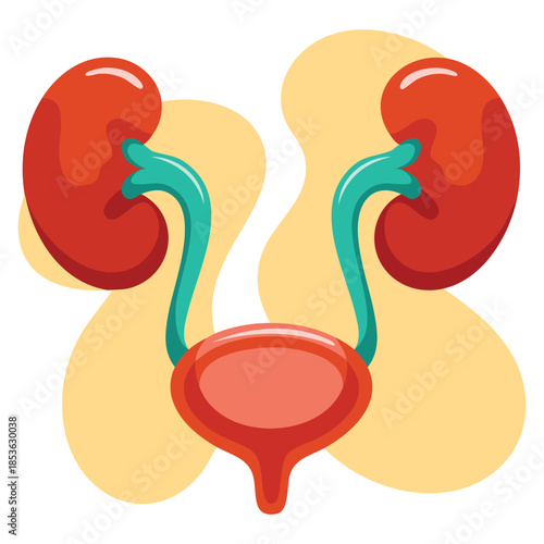 Human kidney and bladder system illustration anatomical medical design perfect for healthcare education biology study or scientific diagram artwork