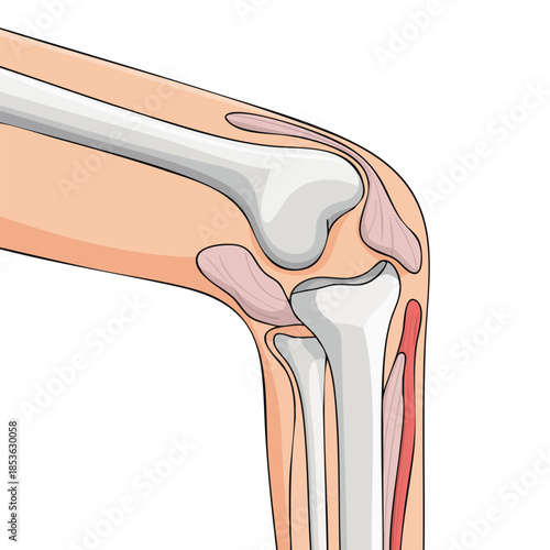 Human knee joint side view illustration vector artwork showing bone anatomy cartilage ligaments medical reference structure and educational health anatomy concept