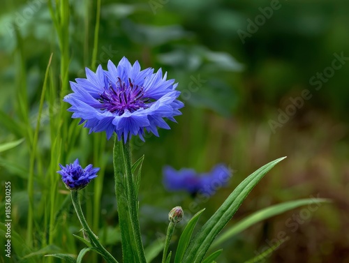 A bright blue cornflower in bloom with a green stalk and leaf in a blurred green background