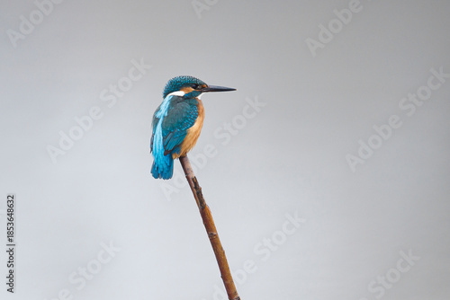 Common Kingfisher on Isolated Background, Vibrant Blue and Orange Bird
