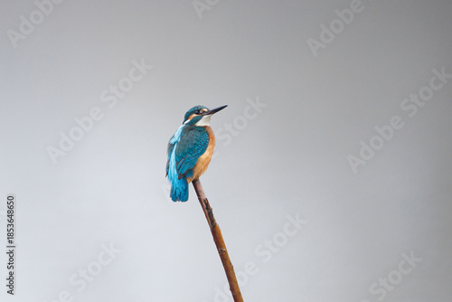 Common Kingfisher on Isolated Background, Vibrant Blue and Orange Bird