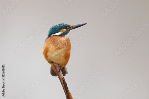 Common Kingfisher on Isolated Background, Vibrant Blue and Orange Bird
