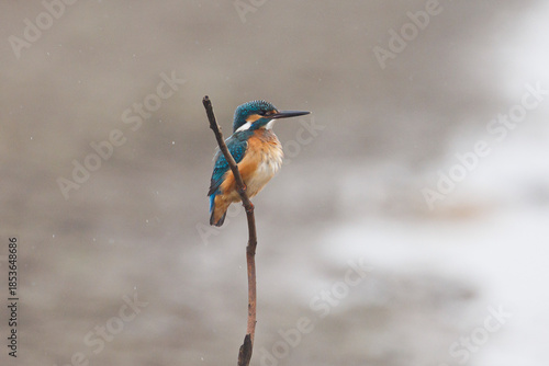 Common Kingfisher on Isolated Background, Vibrant Blue and Orange Bird