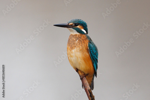 Common Kingfisher on Isolated Background, Vibrant Blue and Orange Bird