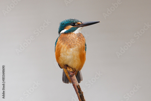 Common Kingfisher on Isolated Background, Vibrant Blue and Orange Bird