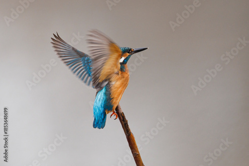 Common Kingfisher on Isolated Background, Vibrant Blue and Orange Bird