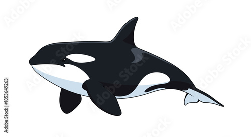Simple and clean cartoon illustration of a majestic orca, or killer whale, swimming on a transparent background.