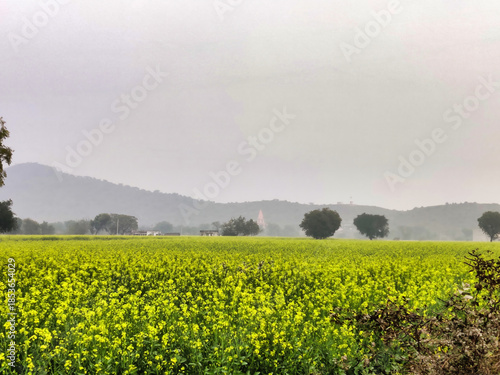 Alwar, Rajasthan, India 23 December 2025: Picture of rapeseed field farm with fog in the morning, selective focus
