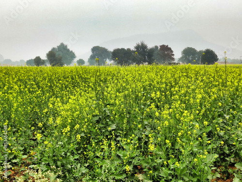 Alwar, Rajasthan, India 23 December 2025: Picture of rapeseed field farm with fog in the morning, selective focus
