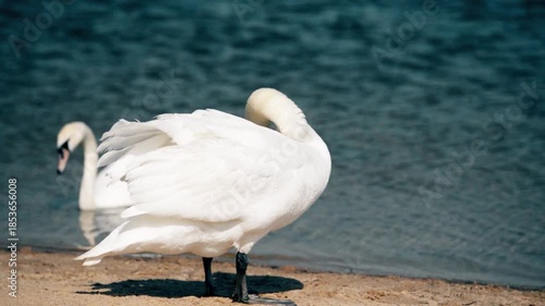 White Swan stands on the shore of the lake 