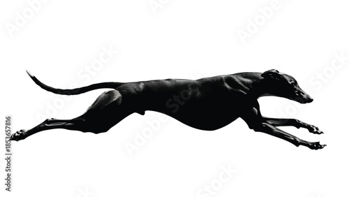 Black Silhouette of a Running Greyhound Dog Isolated on White Background