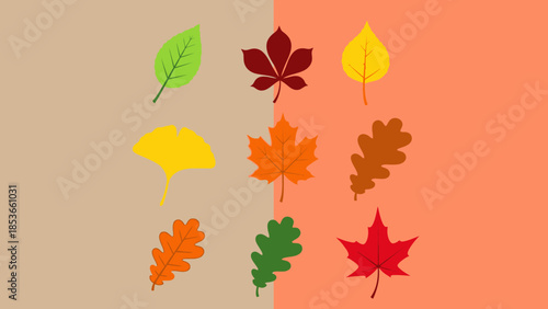 Collection of autumn leaves and various deciduous foliage designs set against a split neutral and warm background