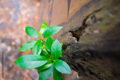 Green plant growing on the old brick wall in garden with copy space.