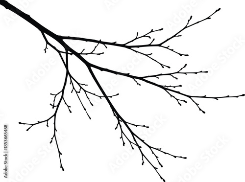 Detailed black vector silhouette of a bare tree branch without leaves isolated on white background for nature graphic design
