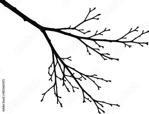 Detailed black silhouette vector of a leafless tree branch isolated on white background for winter or spooky Halloween design