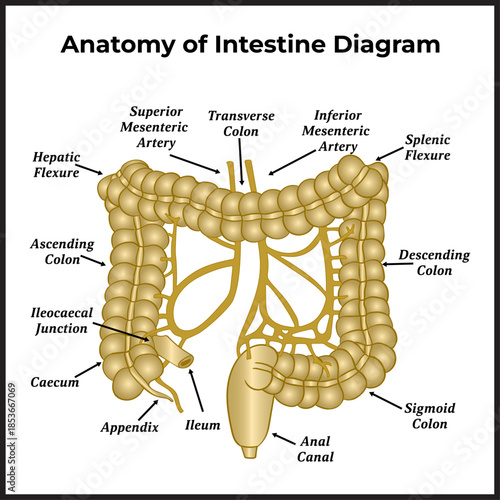 Anatomy of the Intestine diagram