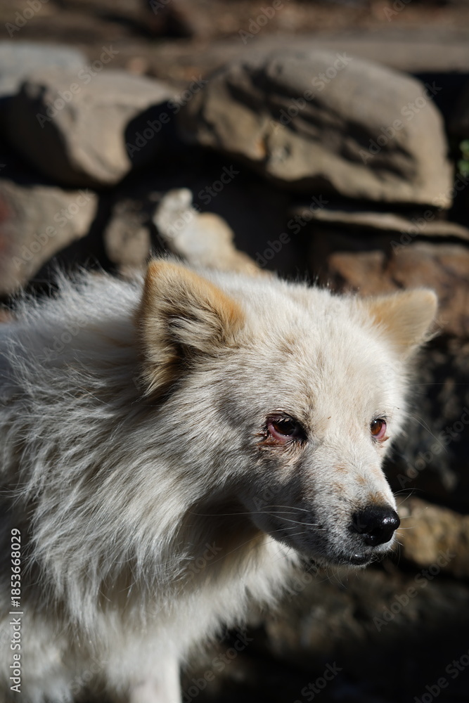 Obraz premium dog in the woods