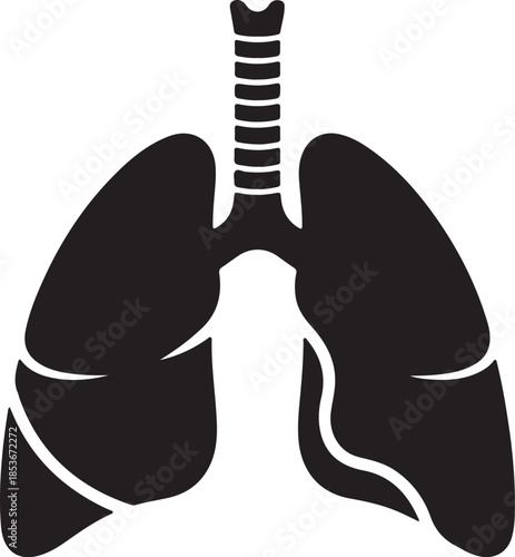 Anatomical diagram of human lungs and trachea