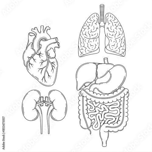 Human Organs Illustration Set