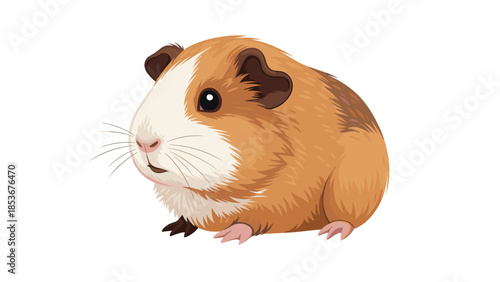 Guinea Pig Illustration with Brown and White Fur.