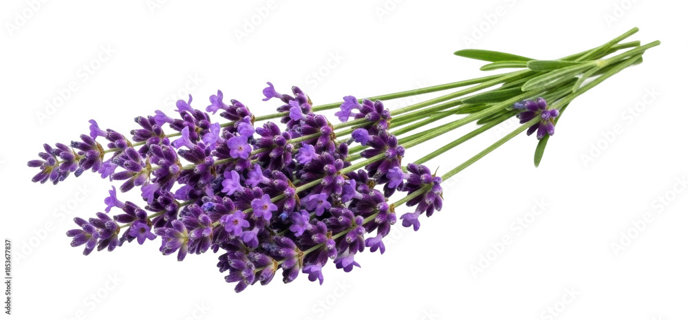 Fototapeta premium Harvesting lavender blooms nature garden floral arrangement isolated on transparent background