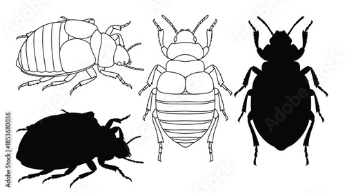 Detailed illustrations of various beetle species in a monochrome style