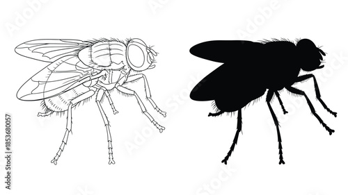 Detailed illustration of a fly alongside its stark black silhouette