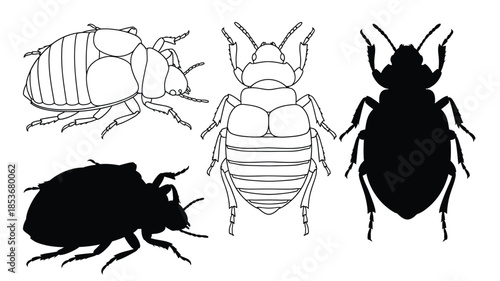 Detailed illustrations of various beetle species in a black and white style