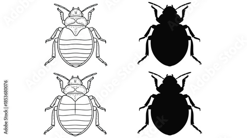 Detailed illustrations of bed bugs in various orientations and shading